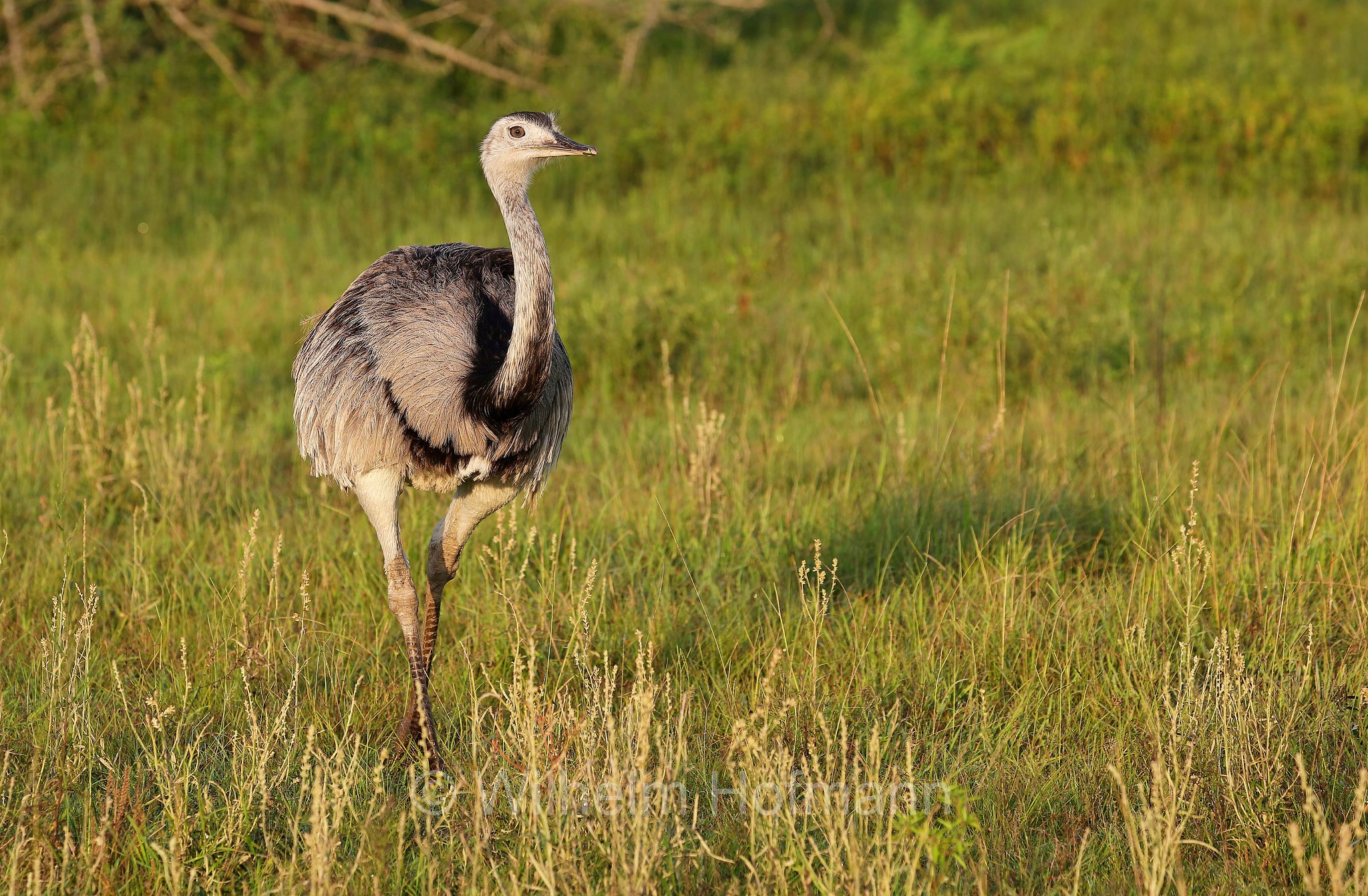 greater rhea, grey rhea, common rhea, American rhea, ema, ñandú, Nandu, Großer Nandu, nandù comune, nandù grigio, nandù maggiore, nandù americano, Iberá Wetlands, Esteros del Iberá, Corrientes, Argentina, Argentinien