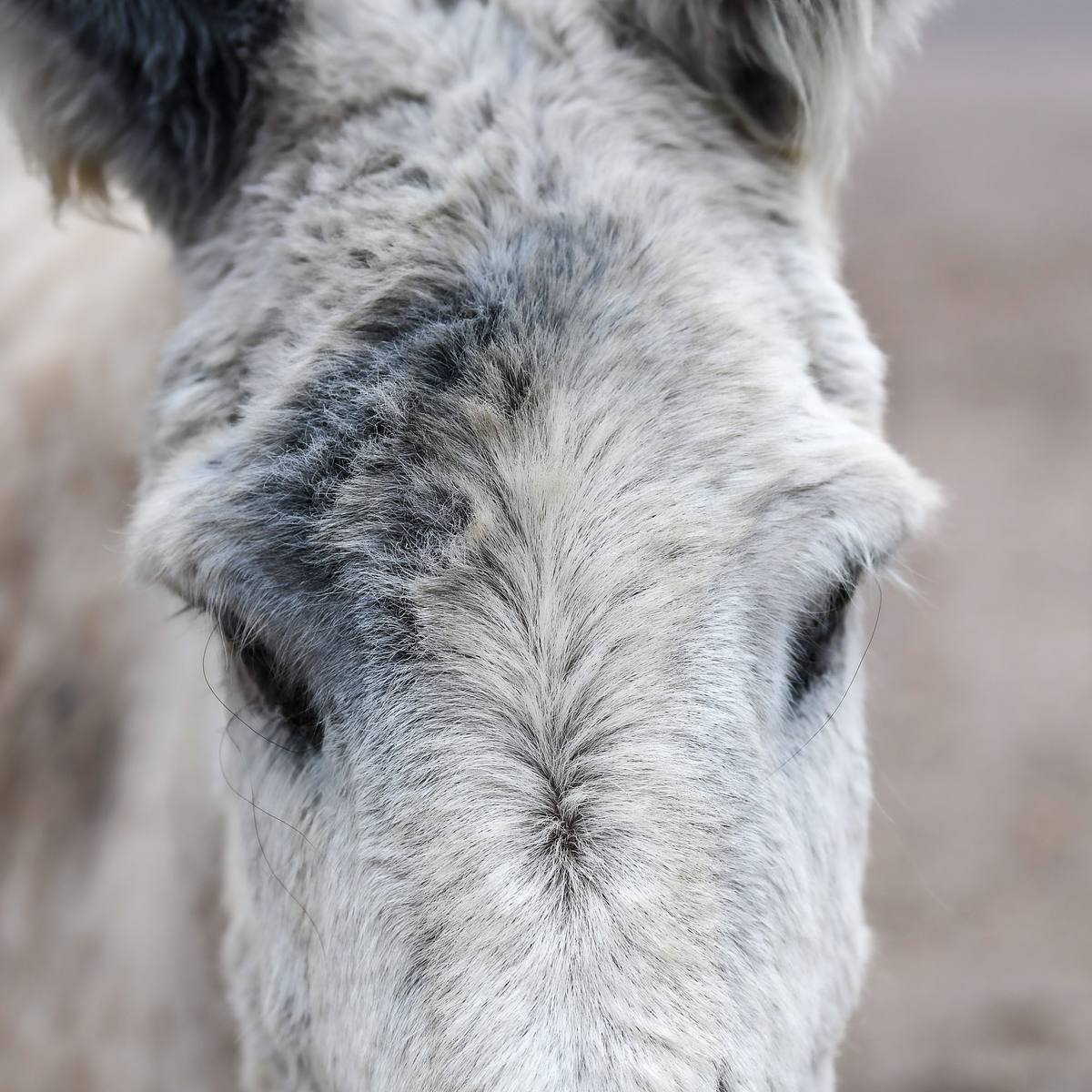 Begging Burro on Wildlife Loop Road &ndash; Custer State Park