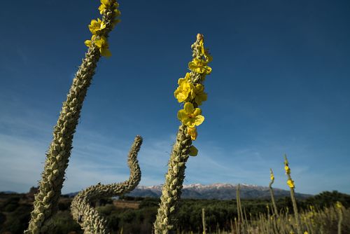 In Aptera (Chania)