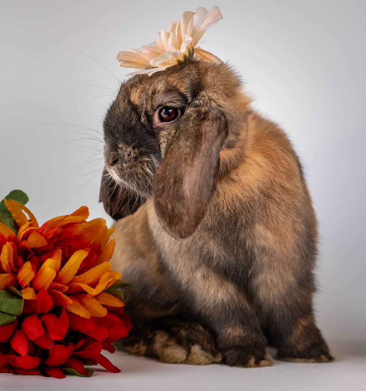 Rabbit with a flower on its head next to some orange flowers.