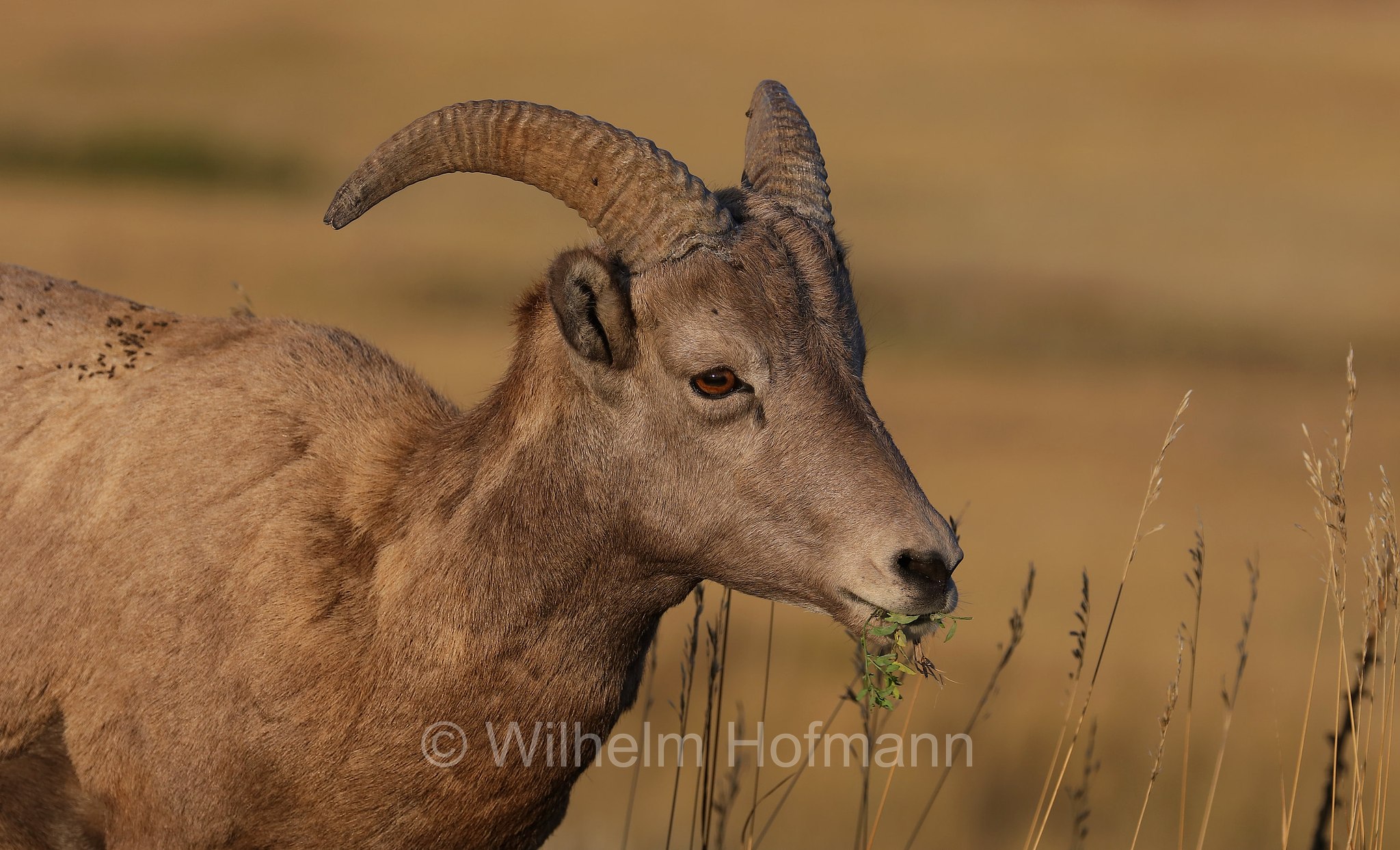Ovis canadensis canadensis, Rocky Mountain bighorn sheep, Rocky-Mountains-Dickhornschaf, bighorn delle Montagne Rocciose, Sage Creek Basin Overlook, Badlands National Park, Badlands-Nationalpark, parco nazionale delle Badlands, South Dakota, Dakota del Sud, USA