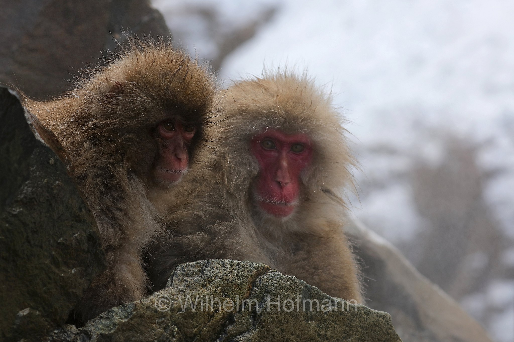 Japanese macaque, snow monkey, Nihonzaru, Japanmakak, Schneeaffe, Rotgesichtsmakake, macaco giapponese, macaco dalla faccia rossa, Macaca fuscata, Jigokudani Monkey Park, Jigokudani Yaen Kōen, Parco delle scimmie di Jigokudani, Nagano, Japan, Giappone