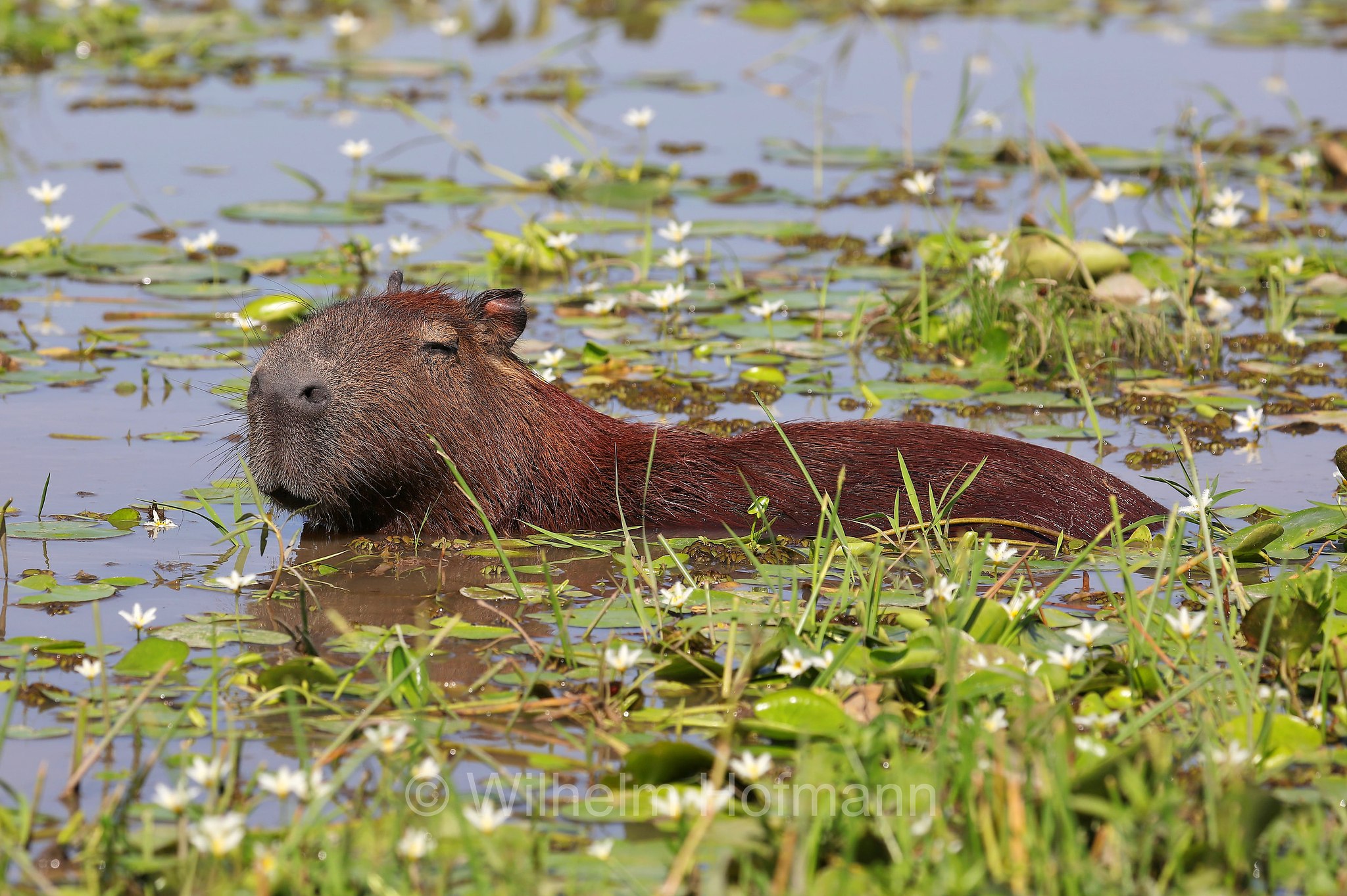 capybara, greater capybara, Wasserschwein, capibara, idrochéro, capivara, chigüire, nutriae, quiuit, chigüiro, fercho, carpincho, ronsoco, Hydrochoerus hydrochaeris, Iberá Wetlands, Esteros del Iberá, Corrientes, Argentina, Argentinien