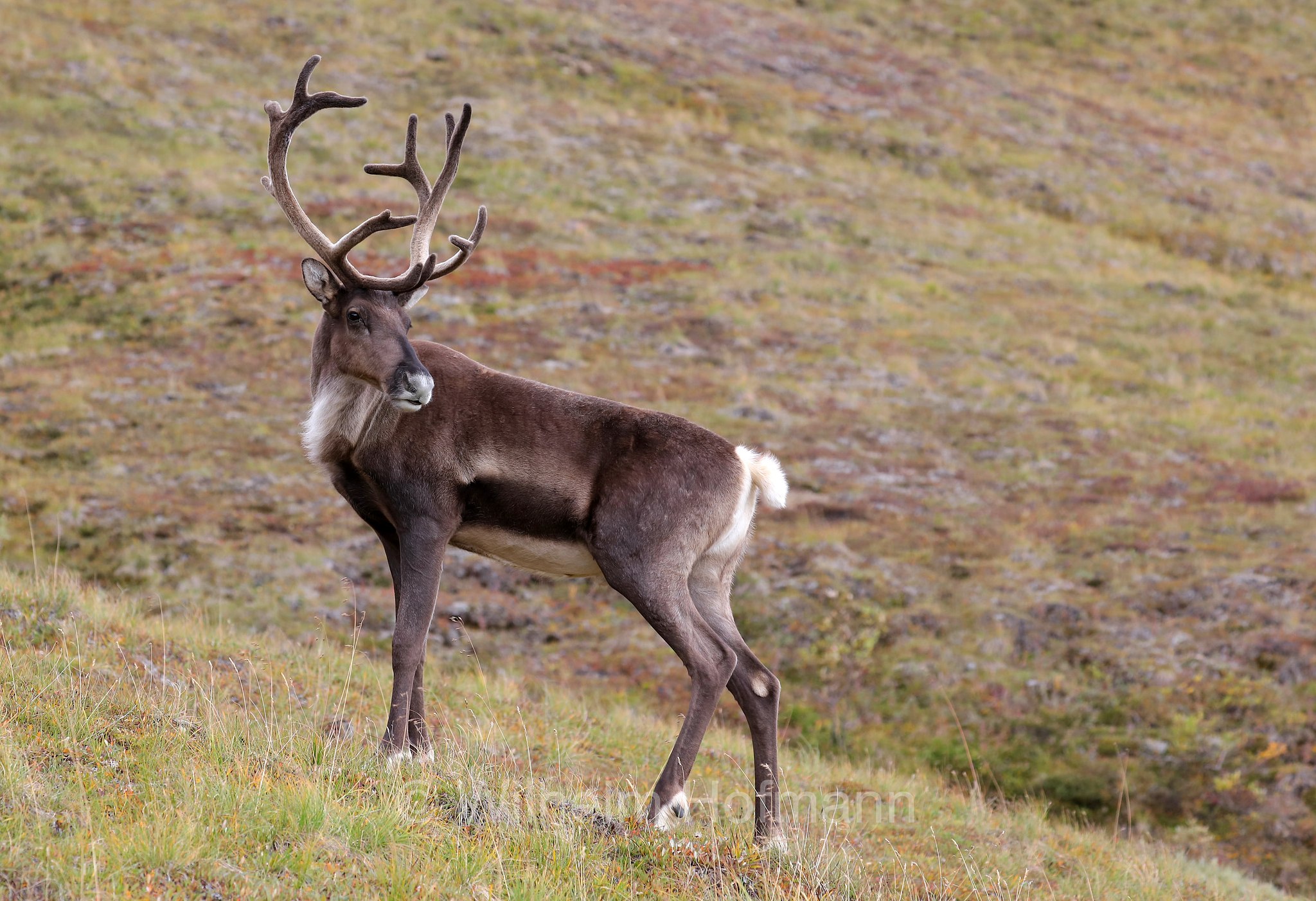 Rangifer tarandus granti, Grant's caribou, Grant-Karibu, Grant's-Karibu, caribù di Grant, Thorofare Pass, Denali National Park, Denali National Park and Preserve, Denali-Nationalpark, Parco nazionale del Denali, Alaska, USA