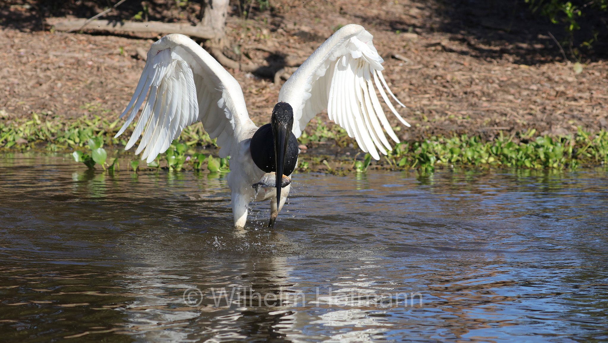 jabiru, jaburu, tuiuiú, tuim-de-papo vermelho, cauauá, Jabiru mycteria, Pantanal, Mato Grosso, Brazil, Brasil, Brasile, Brasilien, Rio Sararé