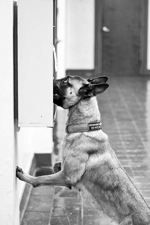 every pet professional needs!