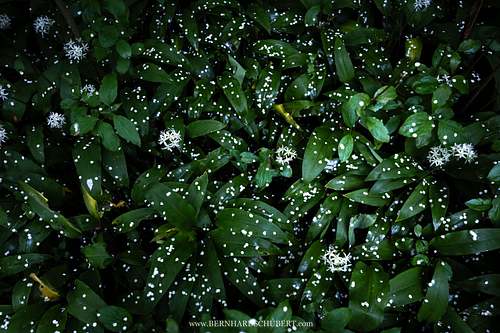 Allium ursinum - Wild garlic