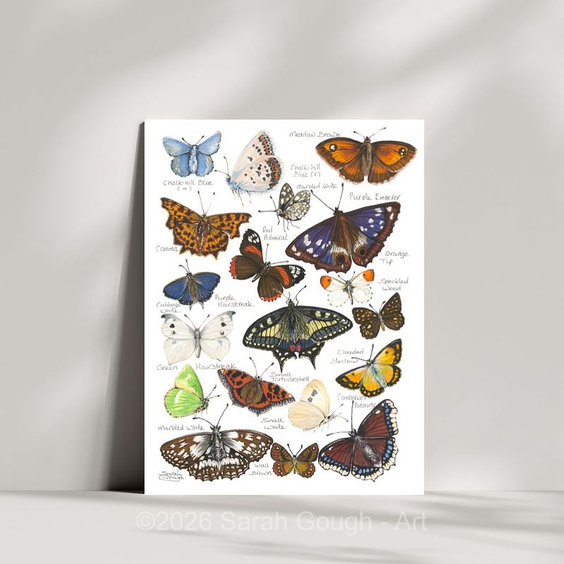 British and European Butterfly Study | Art Print | with Names