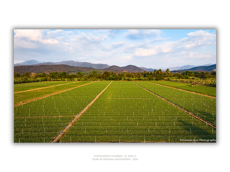 COLLECTION - FROM ABOVE HORIZONTAL - "Straight to the Horizon" - LIMITED EDITION 10 of 10