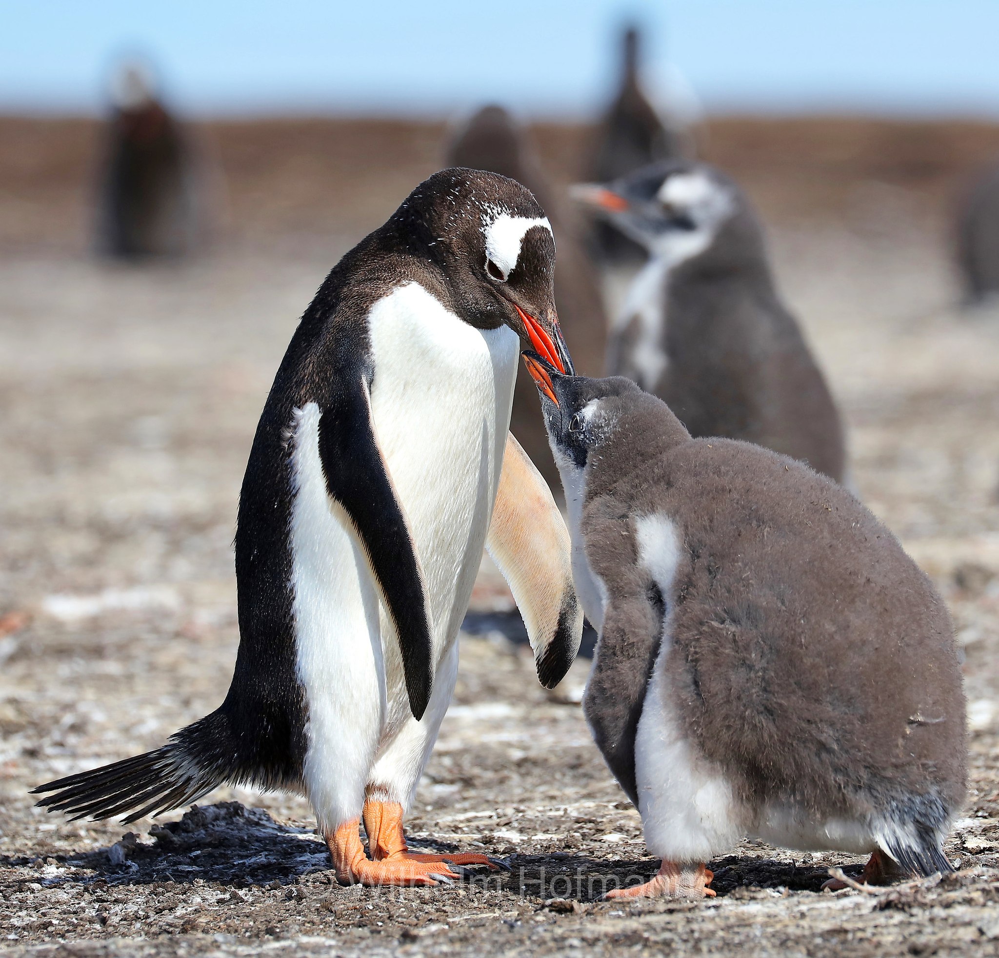 gentoo penguin, Eselspinguin, Rotschnabelpinguin, pigoscelide comune, pinguino Papua, Pygoscelis papua, Bleaker Island, Isla María, Falkland Islands, Falklandinseln, Isole Falkland
