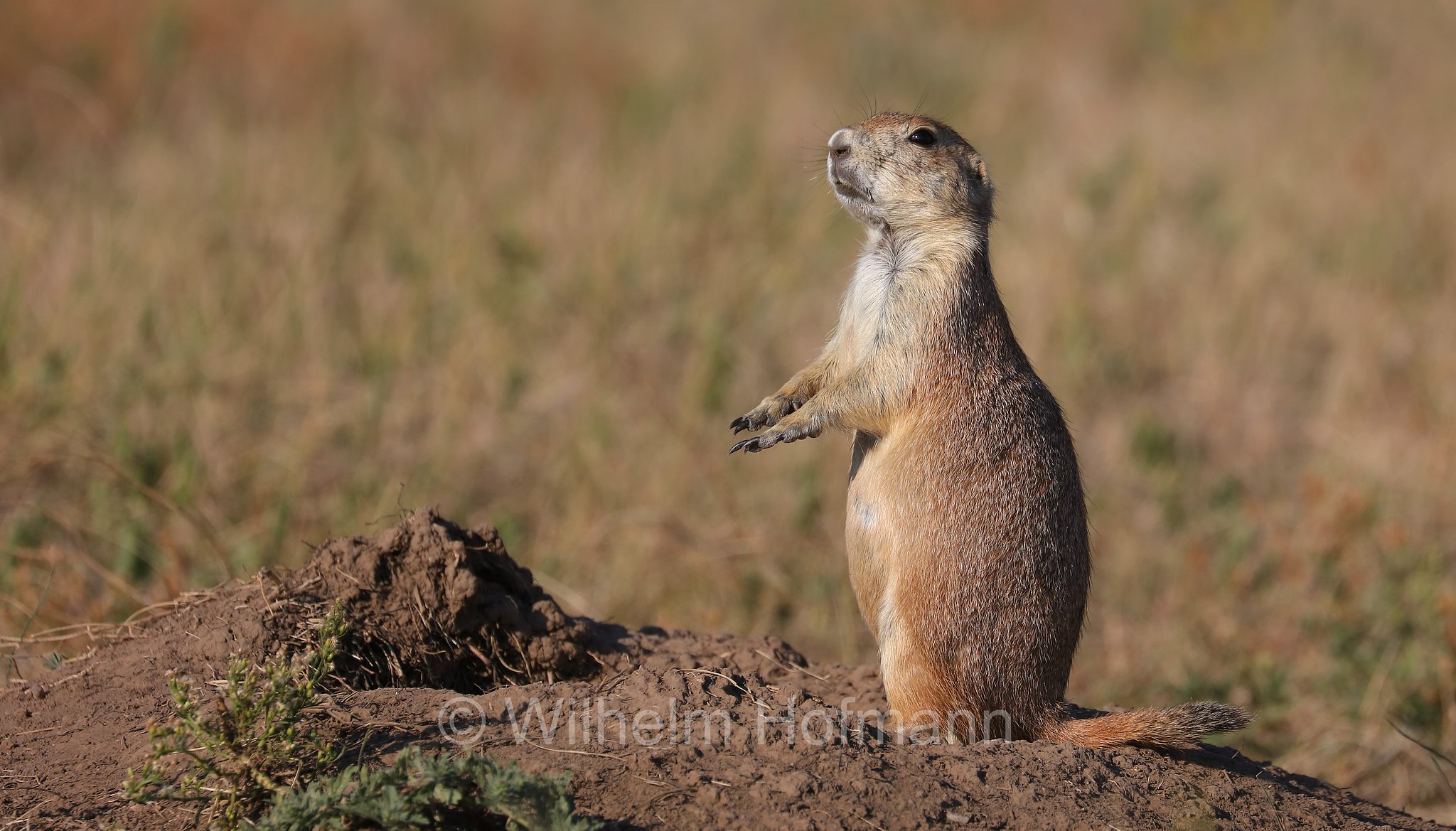 Cynomys ludovicianus, black-tailed prairie dog, Schwarzschwanz-Präriehund, cane della prateria dalla coda nera, Wind Cave National Park, Wind-Cave-Nationalpark, Parco nazionale di Wind Cave, South Dakota, Dakota del Sud, USA