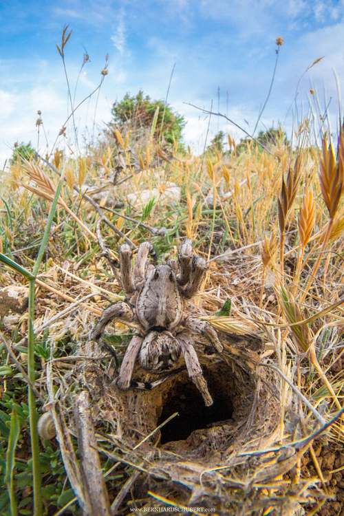 Lycosa tarantula - Apulian tarantula