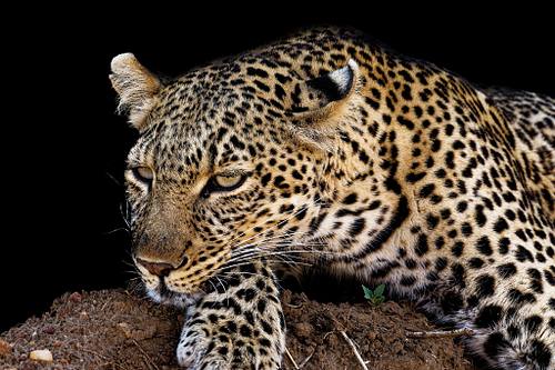 ANIMAUX