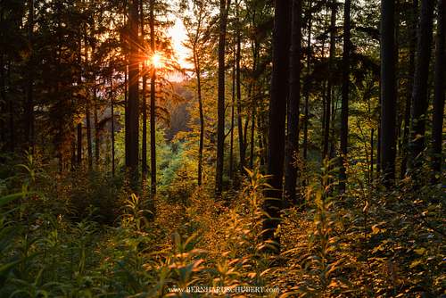 Forest Rosalia
