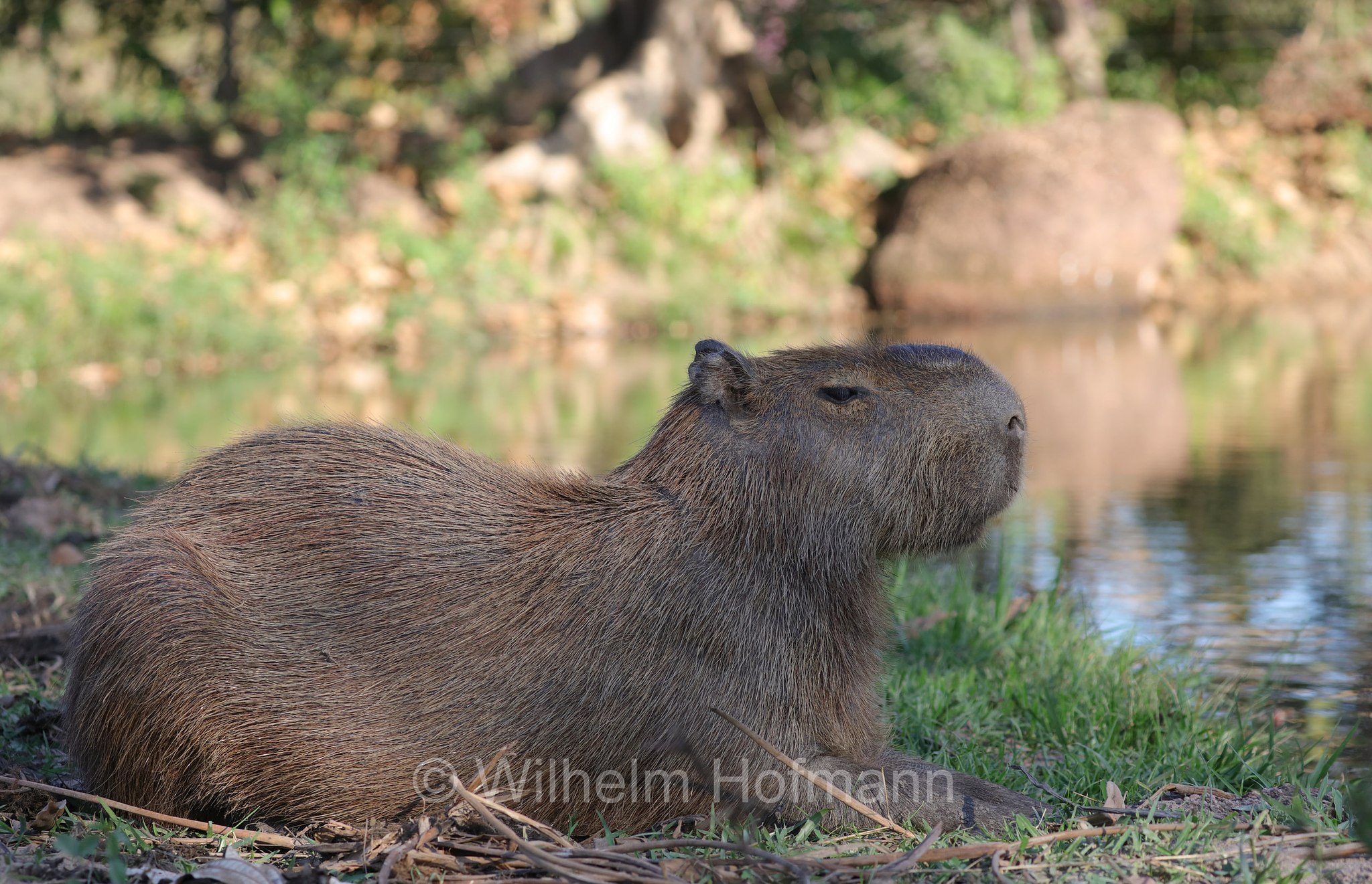 capybara, greater capybara, Wasserschwein, capibara, idrochéro, capivara, chigüire, nutriae, quiuit, chigüiro, fercho, carpincho, ronsoco, Hydrochoerus hydrochaeris, Pantanal, Mato Grosso, Brazil, Brasil, Brasile, Brasilien