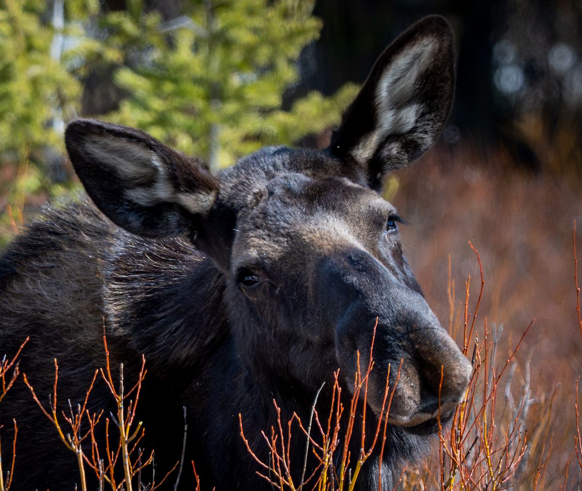 Little Miss Moose