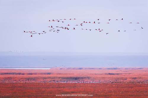 Grus grus - Common Crane