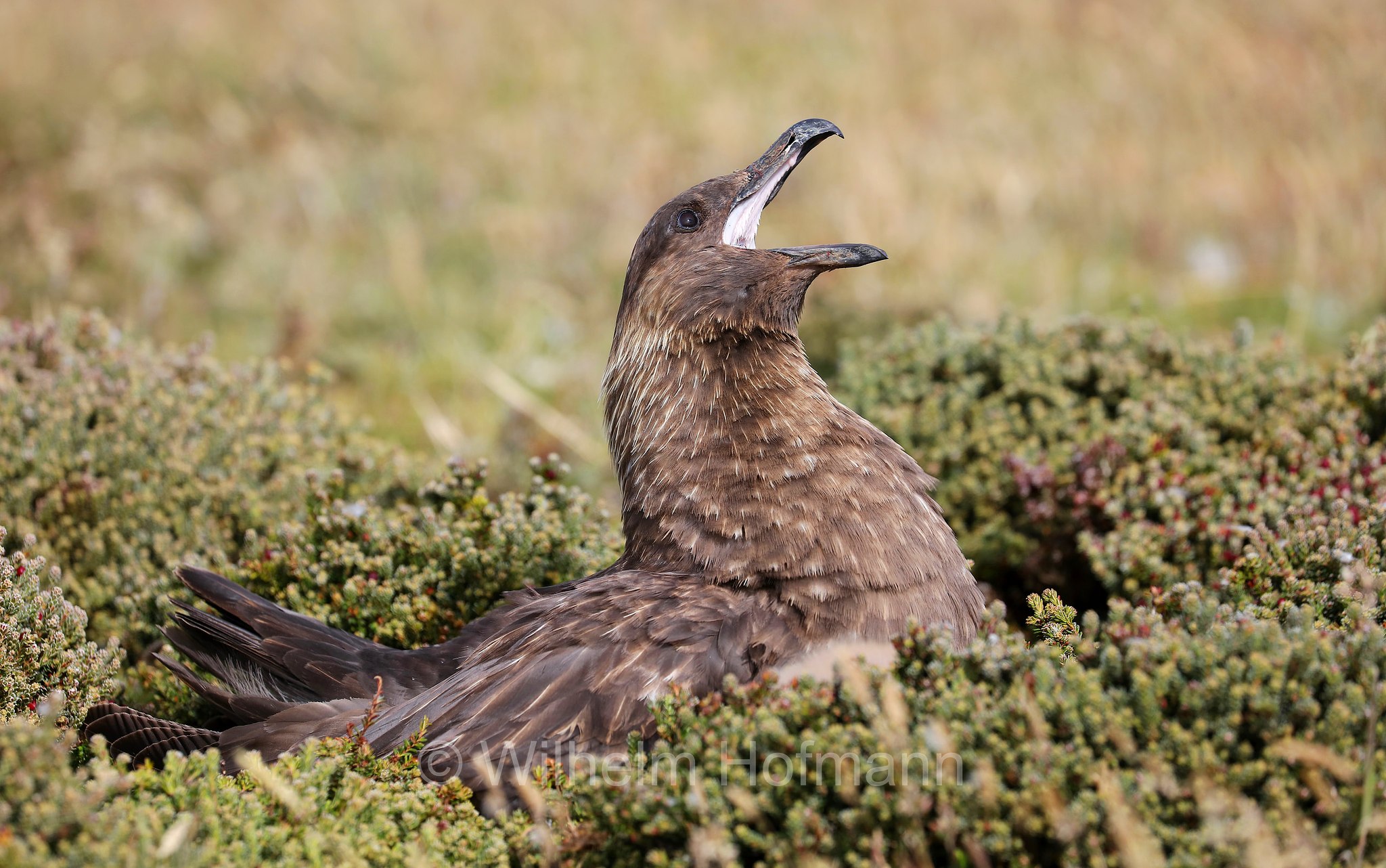 brown skua, Antarctic skua, Subantarctic skua, southern great skua, southern skua, hākoakoa, Subantarktikskua, Brauner Skua, Braunskua, stercorario antartico, Bleaker Island, Isla María, Falkland Islands, Falklandinseln, Isole Falkland