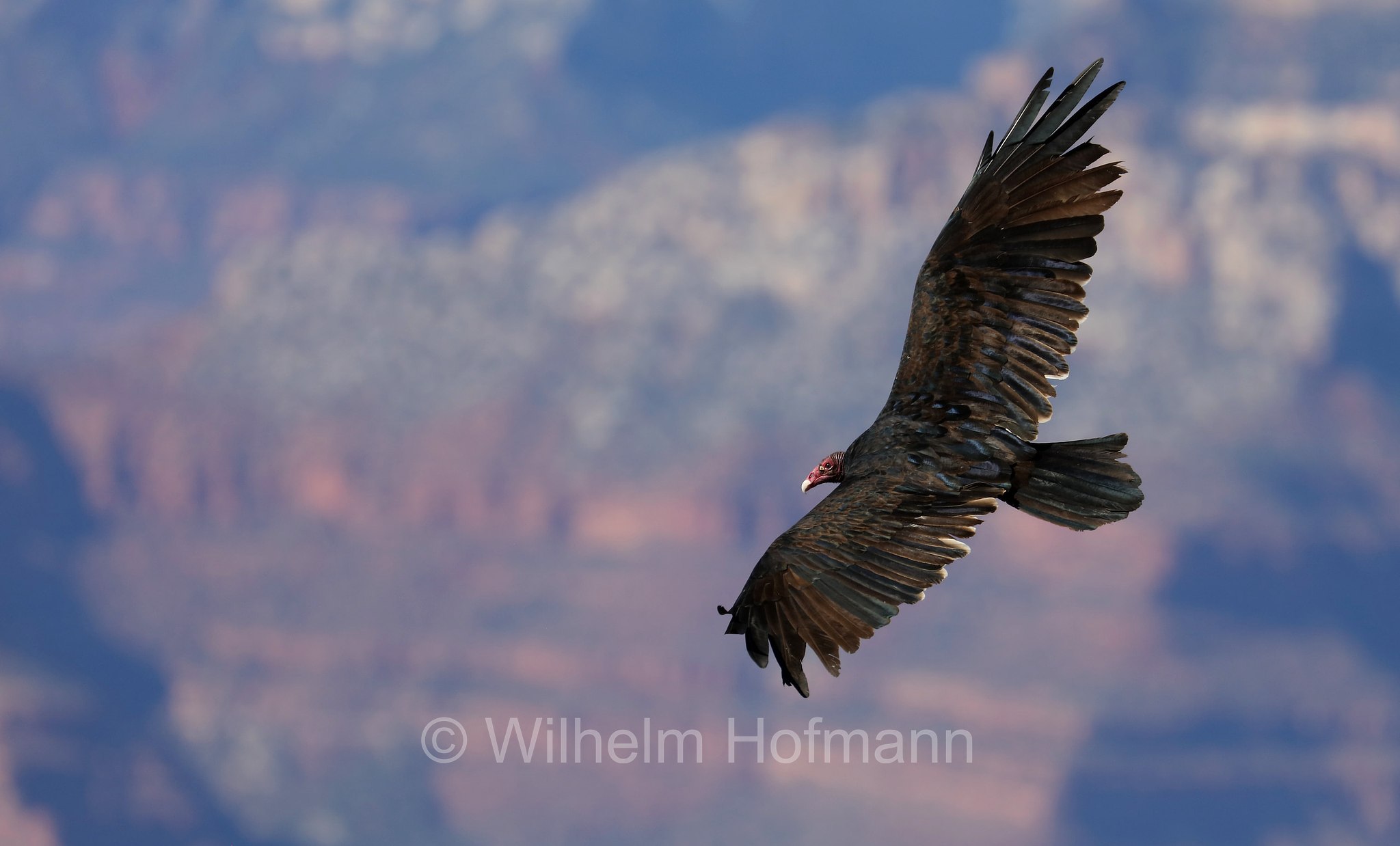 Cathartes aura meridionalis, Western turkey vulture, Westlicher Truthahngeier, avvoltoio collorosso meridionale, Grandview Point, South Rim, Grand Canyon National Park, Grand-Canyon-Nationalpark, parco nazionale del Grand Canyon, Arizona, USA