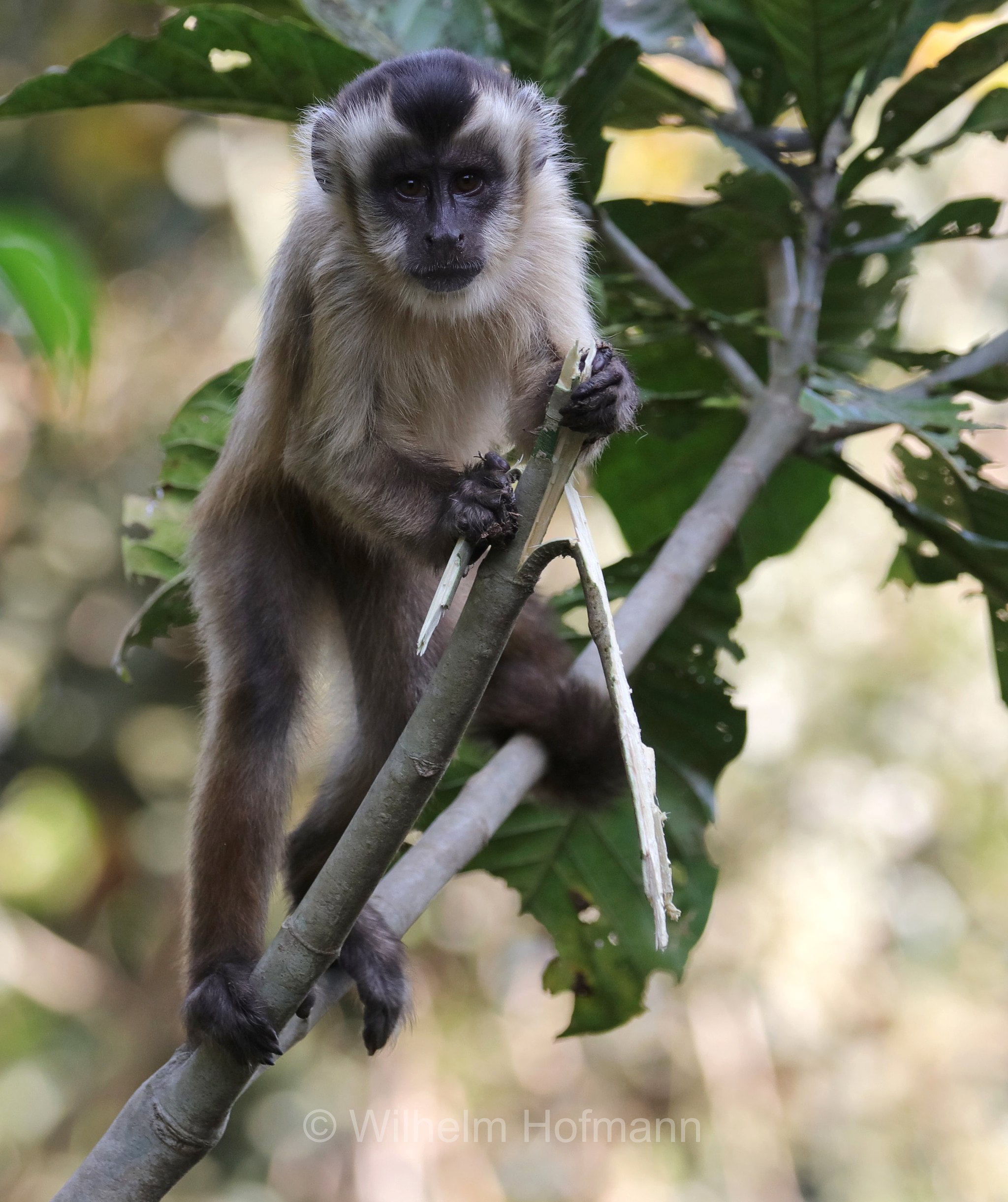 hooded capuchin, Azaras's capuchin, Azara-Kapuzineraffe, cebo di Azara, Sapajus cay, Pantanal, Mato Grosso, Brazil, Brasil, Brasile, Brasilien