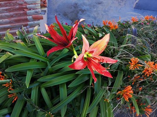Gomera Gardens