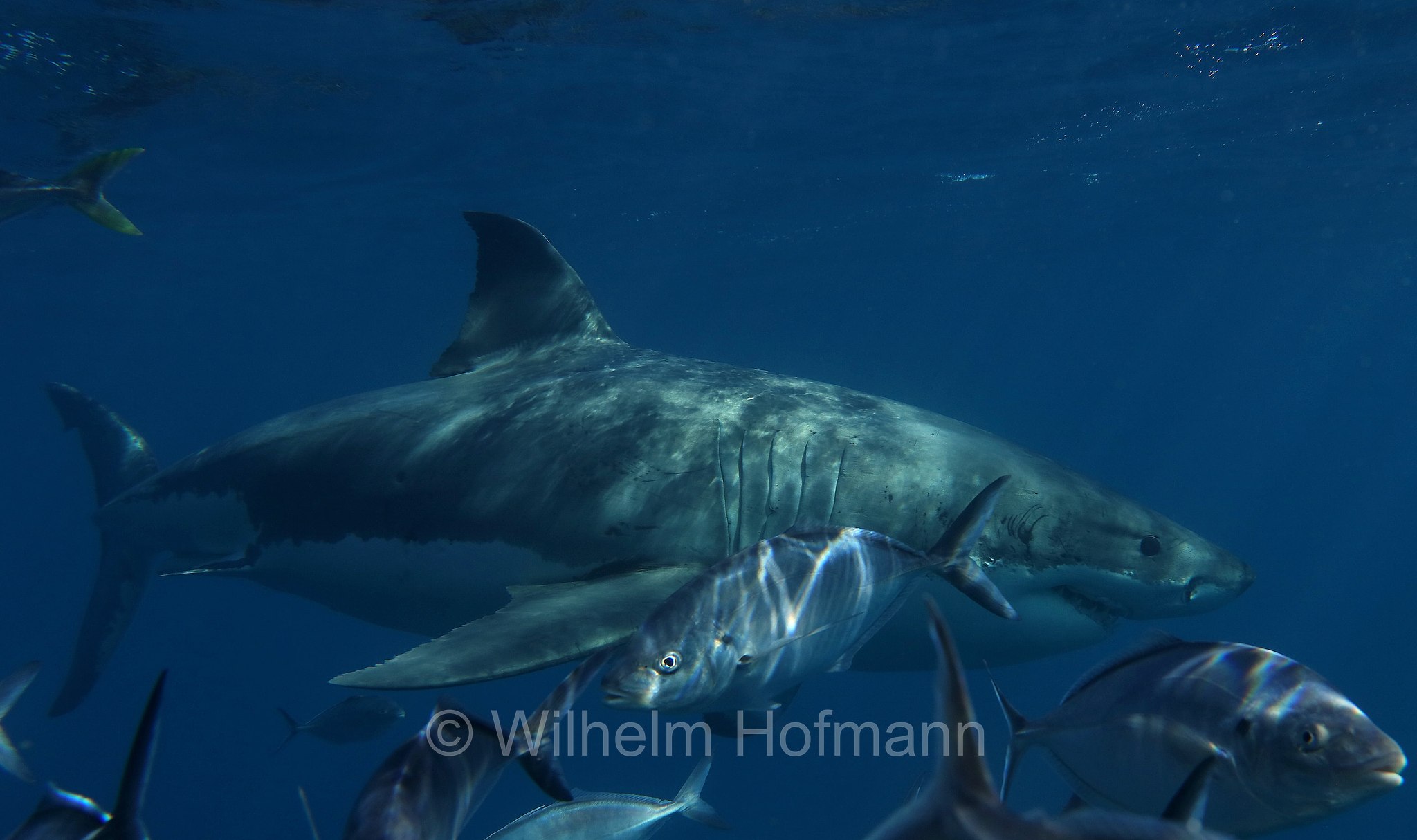 great white shark, great white, white shark, white pointer, Weißer Hai, Weißhai, Menschenhai, grande squalo bianco, carcarodonte, squalo bianco, Carcharodon carcharias, Neptune Islands, South Australia, Südaustralien, Australia Meridionale, Australia, Australien
