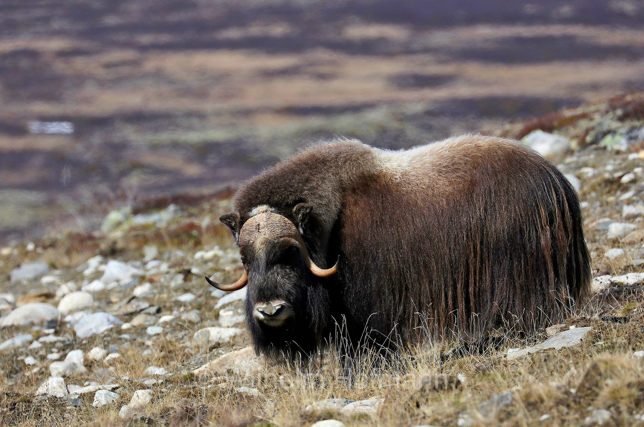 Ovibos moschatus, muskox, Moschusochse, Bisamochse, Schafsochse, bue muschiato, Dovrefjell–Sunndalsfjella National Park, Dovrefjell-Sunndalsfjella-Nationalpark, parco nazionale Dovrefjell-Sunndalsfjella, Norway, Norwegen, Norvegia