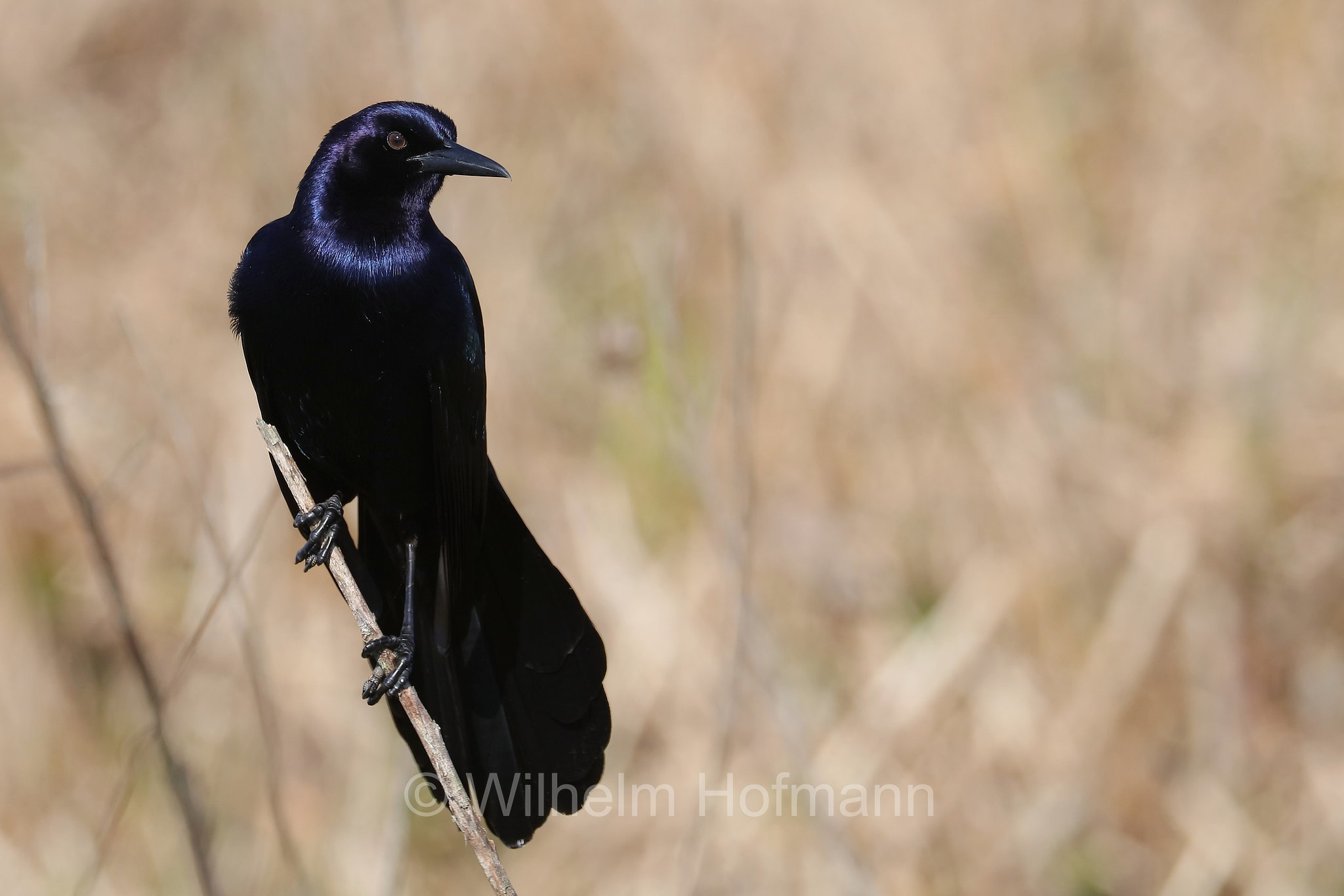 Quiscalus major, boat-tailed grackle, Bootschwanzgrackel, gracchio maggiore americano, Sevenmile Slough, Double Trailhead, Kissimmee Prairie Preserve State Park, Florida, USA