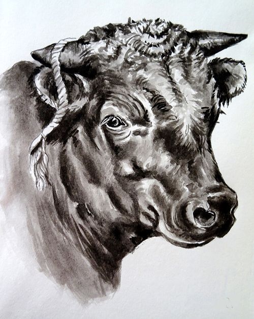 Black and white ink portrait of a bull, powerful frontal depiction