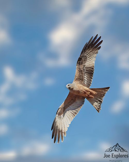 Black Kite