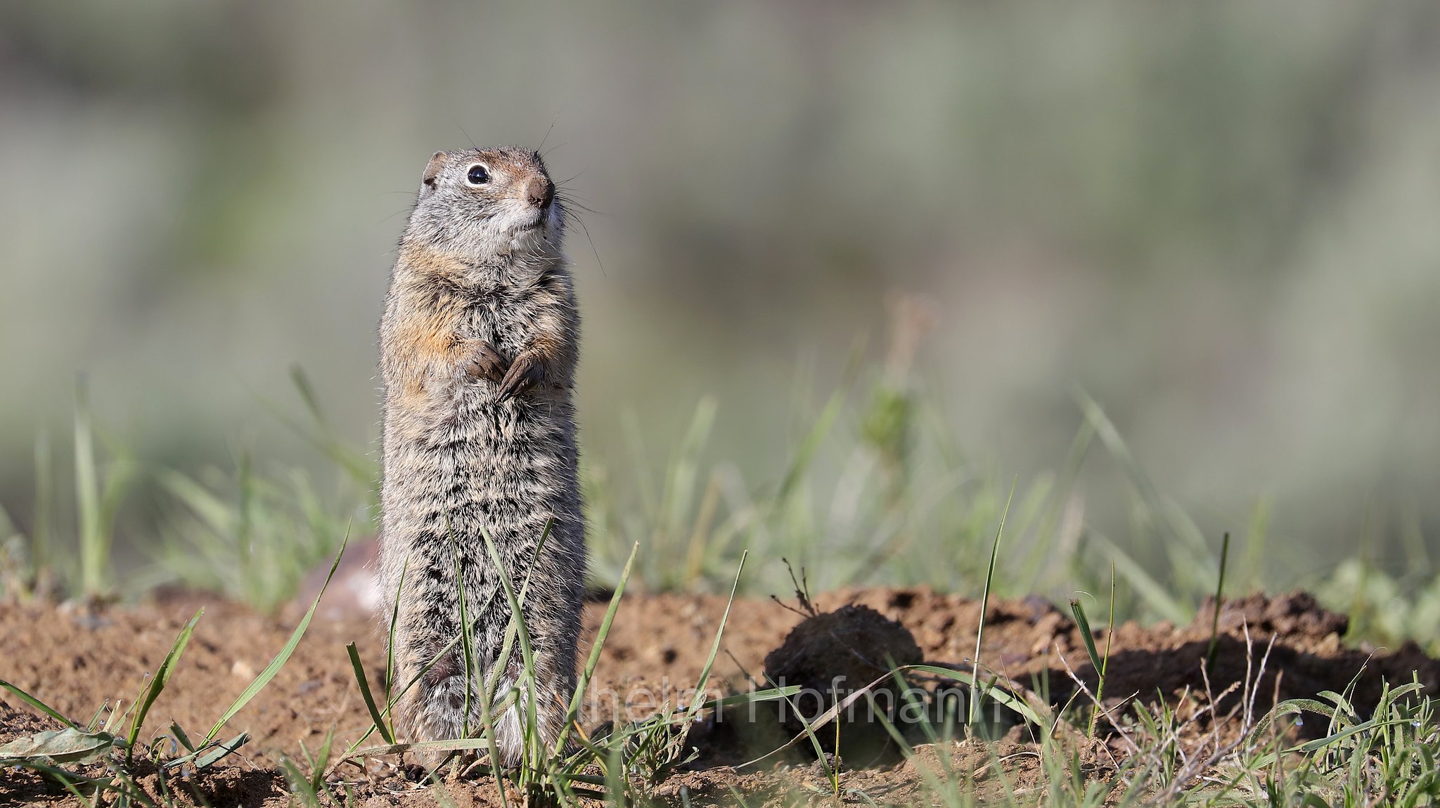 Urocitellus armatus, Spermophilus armatus, Uinta ground squirrel, chisler, Potgut, Uinta-Ziesel, citello di Uinta, Lamar Valley, Yellowstone National Park, Yellowstone-Nationalpark﻿, parco nazionale di Yellowstone, Wyoming, USA