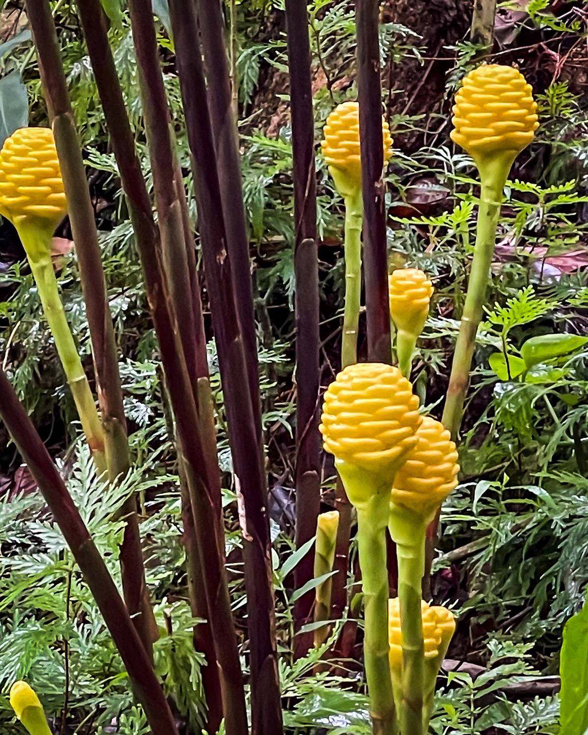 Bitter Ginger &ndash; Hawaii Tropical Botanical Garden