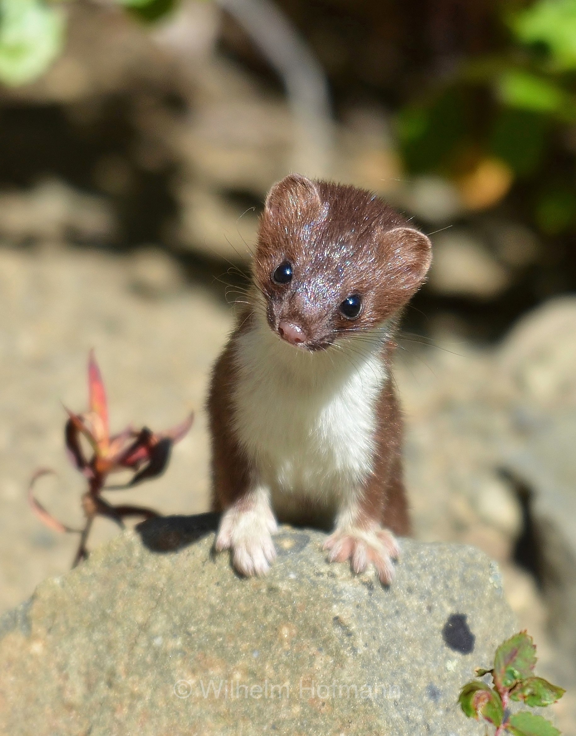Mustela erminea arctica, Tundra stoat, Arktisches Hermelin, ermellino dell'Arctico, Rock Glacier Trail, Dezadeash Lake, Yukon, Canada, Kanada