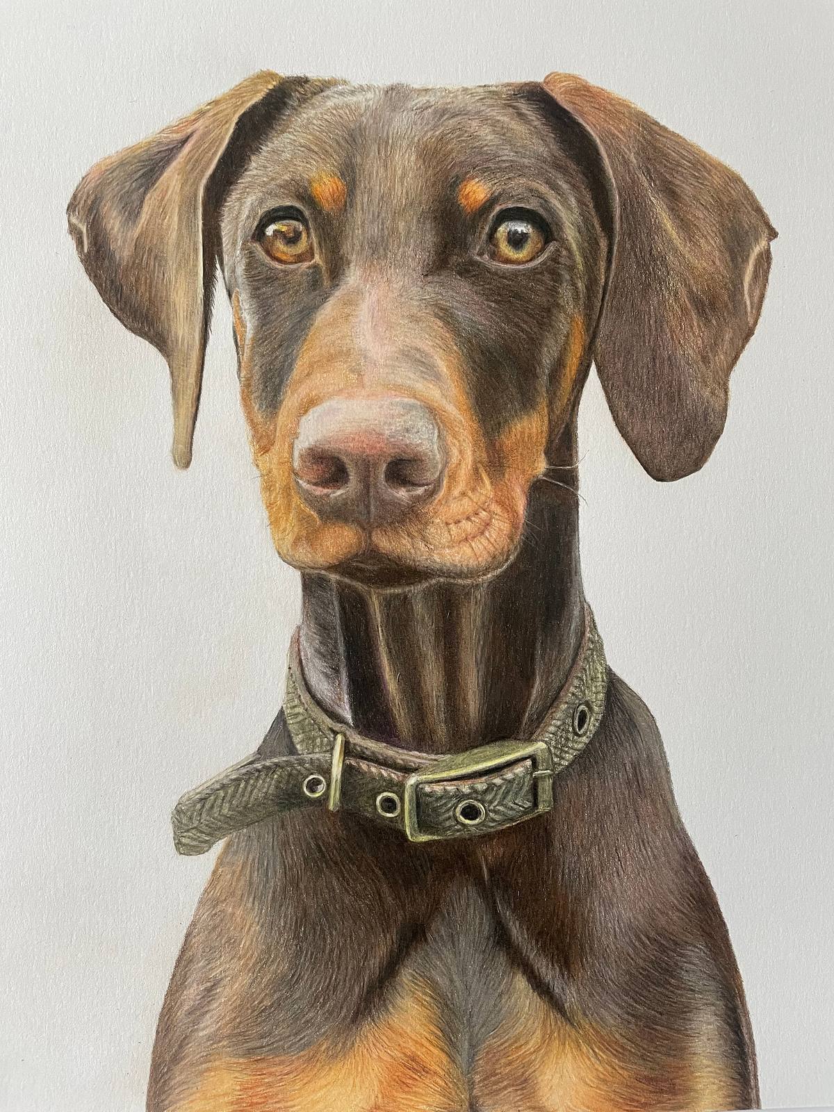 Doberman, Doberman pet portrait, Red and rust Doberman, brown Doberman looking alert, pet portrait of chocolate Doberman