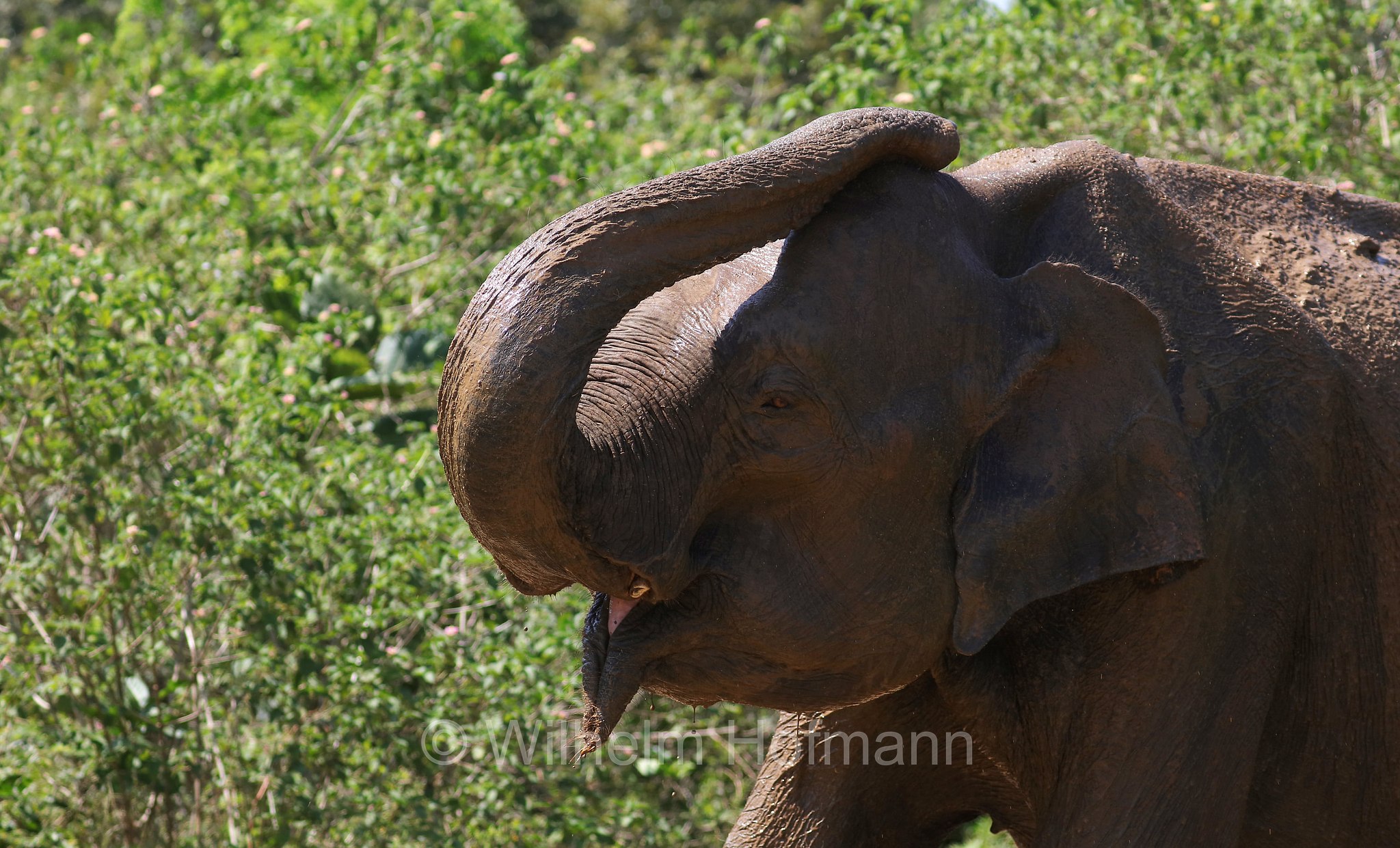 Sri Lankan elephant, Sri-Lanka-Elefant, Ceylon-Elefant, elefante dello Sri Lanka, Elephas maximus maximus, Sri Lanka, Udawalawe National Park, Udawalawe Nationalpark, Parco nazionale di Udawalawe