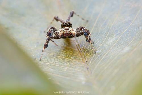 Portia sp. - Fransenspringspine