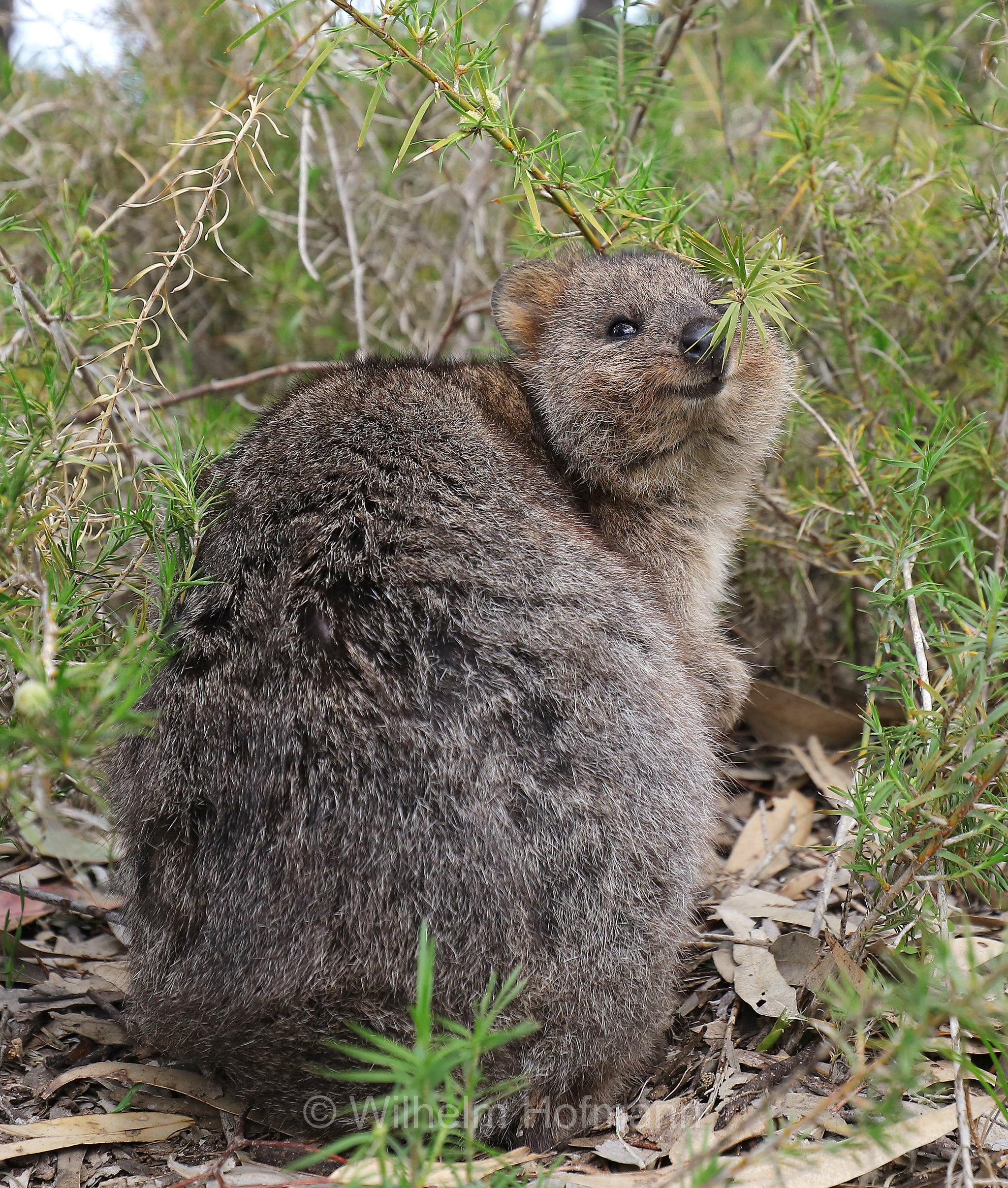 Setonix brachyurus, quokka, Quokka, Kurzschwanzkänguru, Rottnest Island, Rotto, Wadjemup, Isola Rottnest, Western Australia, Westaustralien, Australia Occidentale, Australia, Australien