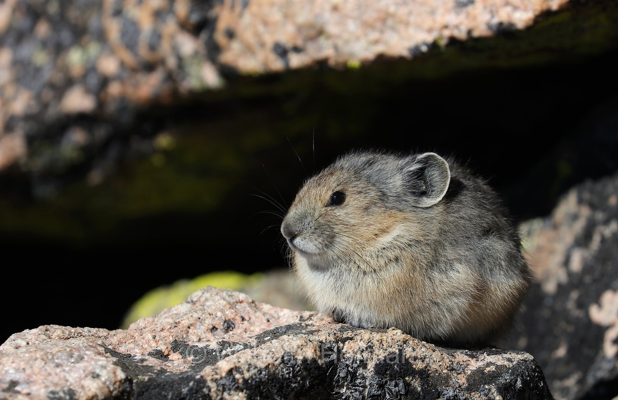 Ochotona princeps, American Pika, Amerikanische Pfeifhase, pica americano, Mount Blue Sky, Colorado, USA