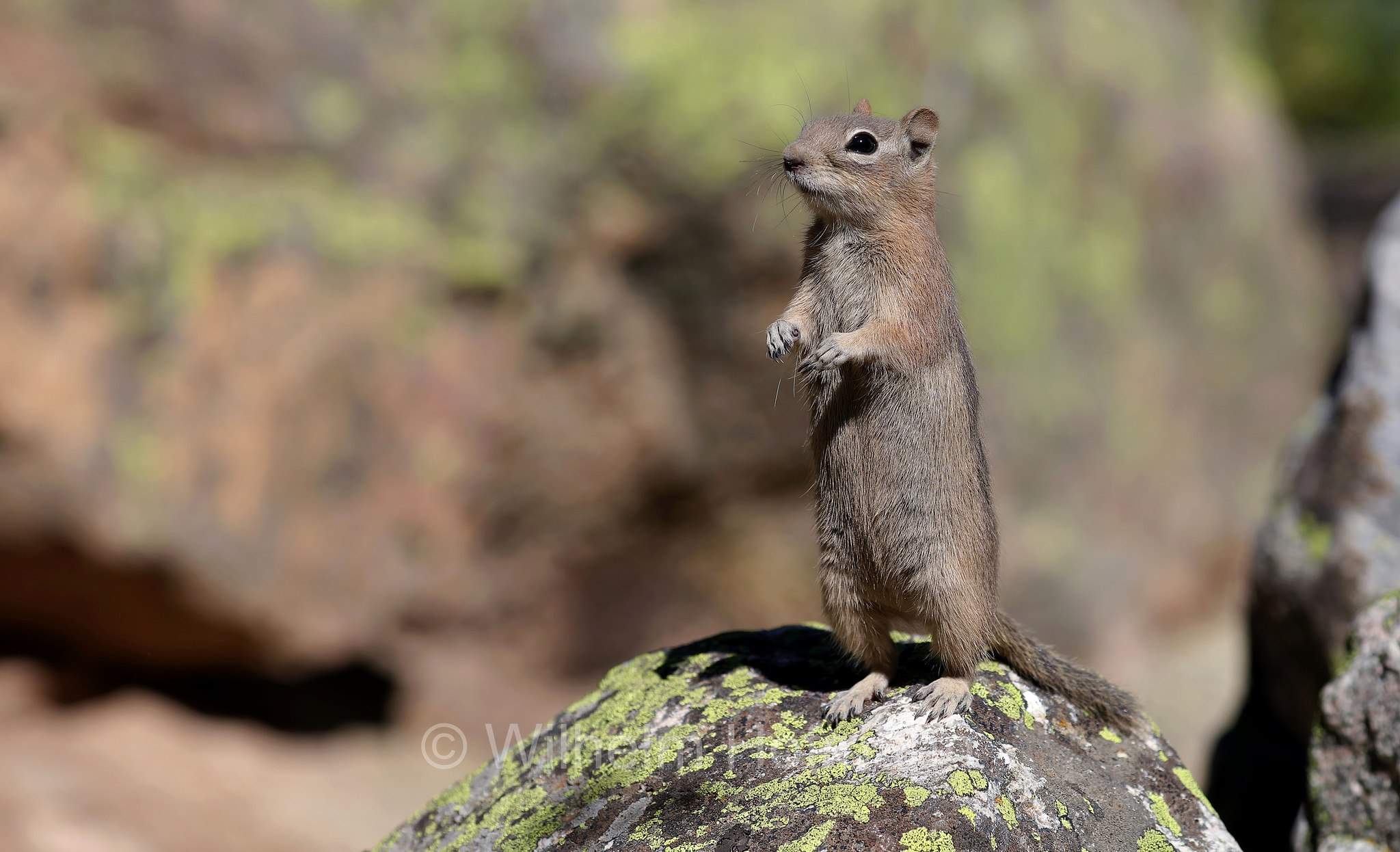 Callospermophilus lateralis, Spermophilus lateralis, golden-mantled ground squirrel, Goldmantelziesel, citello dal mantello dorato, North Saint Vrain Creek, Rocky Mountain National Park, Rocky-Mountain-Nationalpark, parco nazionale delle Montagne Rocciose, Colorado, USA