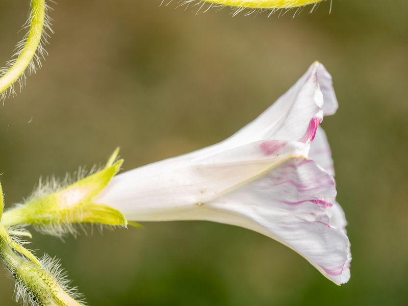 Pretty Flowers
