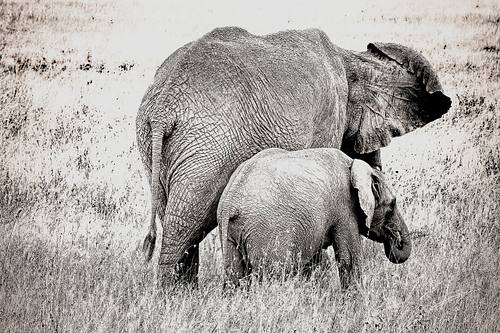 Eléphant en Tanzanie
