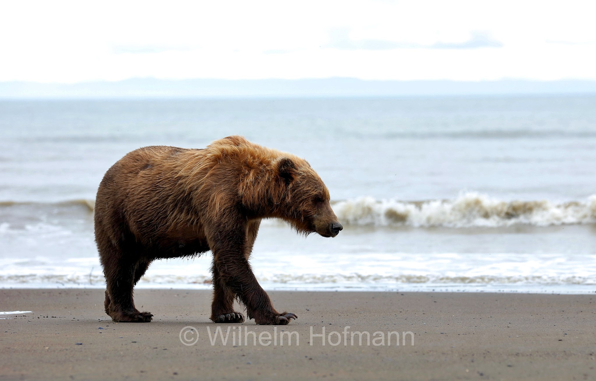 Ursus arctos gyas, Alaska Peninsula brown bear, peninsular grizzly, Alaska-Halbinsel-Braunbär, Alaska-Küstenbraunbär, Alaska-Braunbär, Großer Alaska-Braunbär, orso bruno della penisola dell'Alaska, grizzly peninsulare, grizzly costiero, grizzly gigante, Silver Salmon Creek, Lake Clark National Park, Lake Clark National Park and Preserve, Lake-Clark-Nationalpark, Parco nazionale e riserva di Lake Clark, Alaska, USA