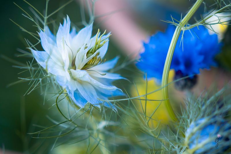 Retrouver l'inspiration dans la ferme florale d'Amandine à Marçay