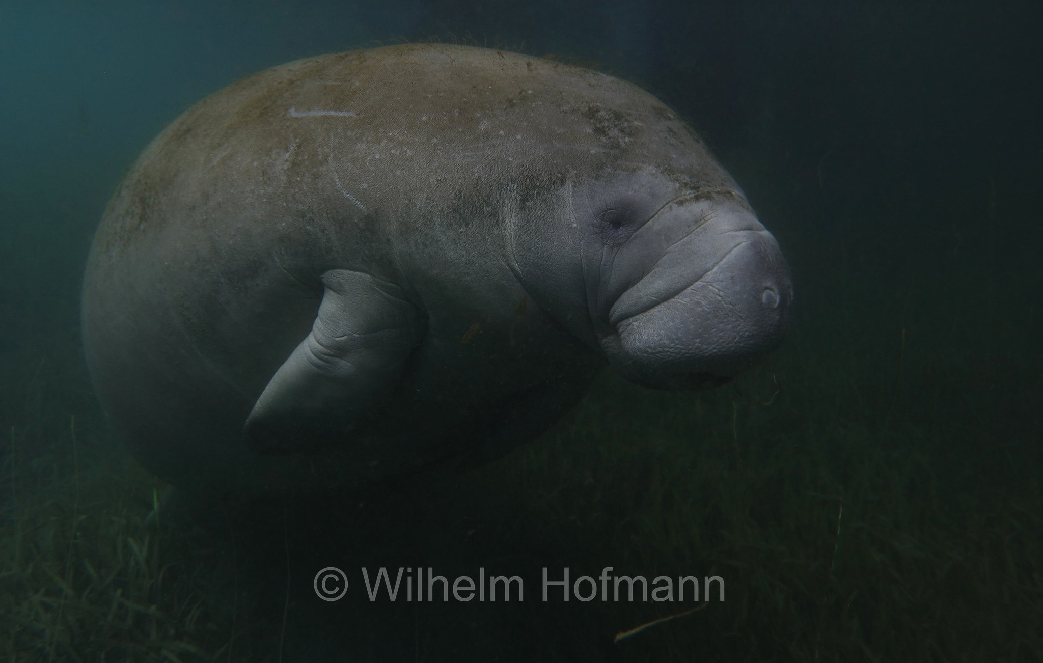 Trichechus manatus latirostris, Florida manatee, Florida-Seekuh, Florida-Manati, lamantino della Florida, manato della Florida, Crystal River, Kings Bay Park, Florida, USA