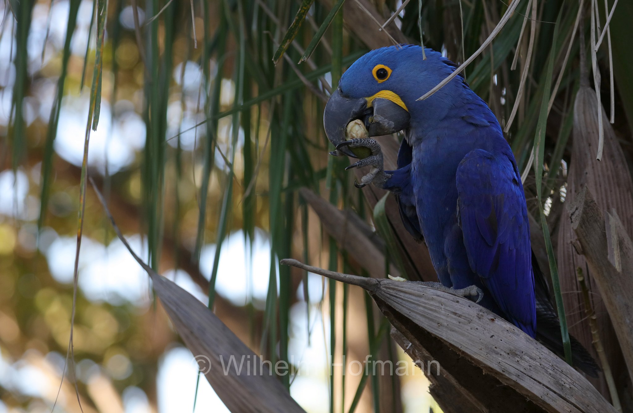 hyacinth macaw, hyacinthine macaw, Hyazinthara, ara giacinto, Anodorhynchus hyacinthinus, Pantanal, Mato Grosso, Brazil, Brasil, Brasile, Brasilien