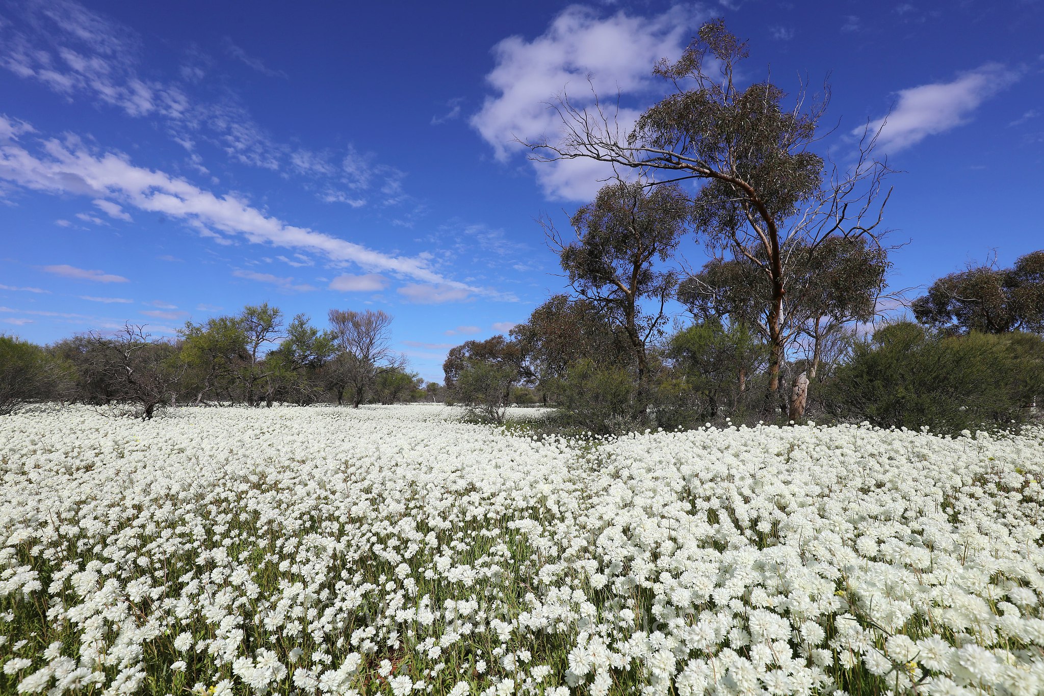 Cephalipterum drummondii, white pom-pom everlasting, Coral Coast, Western Australia, Westaustralien, Australia Occidentale, Australia, Australien
