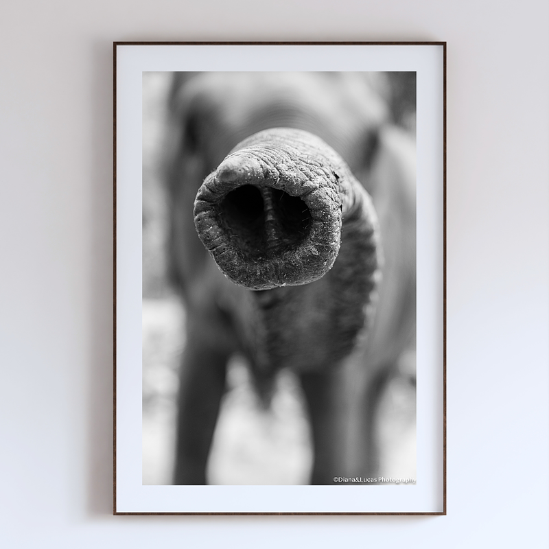 COLLECTION - GIANTS OF THE LAND VERTICAL - "The Tip" - LIMITED EDITION 10 of 10