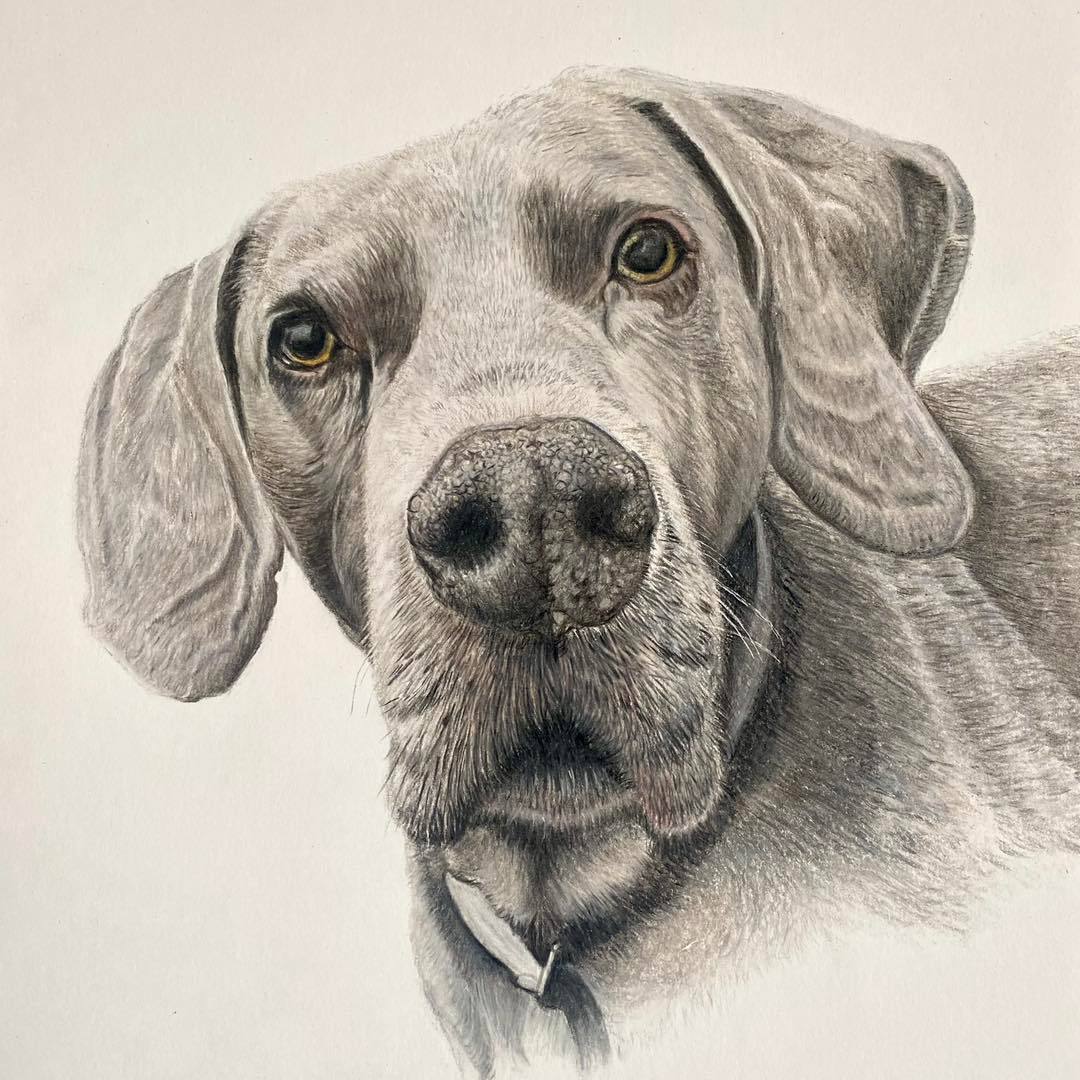 Lesley Mayne Artworks Pet Portrait Weimaraner Dog Pet Portrait  Chester Pet Portrait Artist Commissioned
