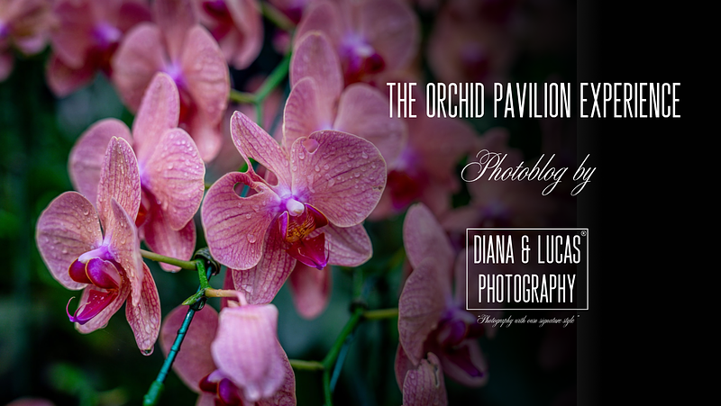 Bloom and Silence: The Orchid Pavilion Experience