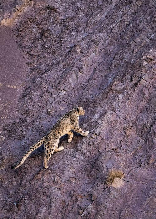 Snow leopard, India, Panthera Uncia, Ladakh, Himalayas, Vulnerable species